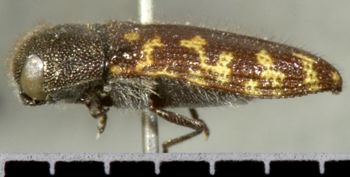 Media type: image;   Entomology 2731 Aspect: habitus lateral view